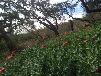 Fiscalía y ejército destruyen un plantío de amapola en la región norte del estado