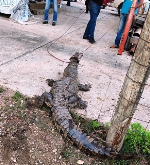 Cocodrilo quería comerse las vacas del rancho Prieto Ibarría, pero fue capturado por la patrulla verde