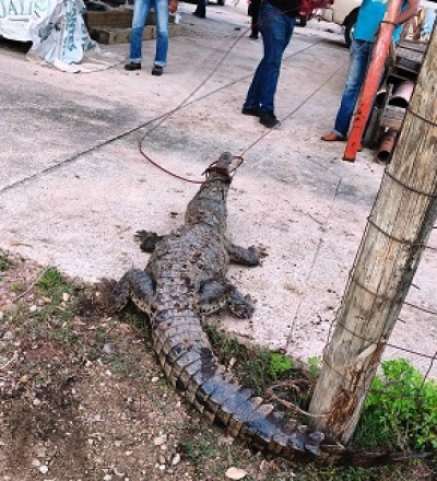 Cocodrilo quería comerse las vacas del rancho Prieto Ibarría, pero fue capturado por la patrulla verde