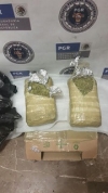 Asegura PGR más de medio kilo de marihuana