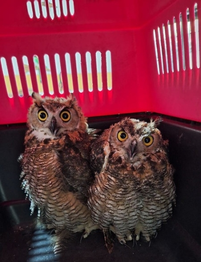 Registra AMBU 196 acciones de rescate de fauna durante segundo trimestre de 2026