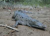 Atiende SEMADET situación de cocodrilos en Puerto Vallarta con mesas de trabajo y recomendaciones a la población