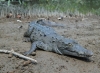 Atiende SEMADET situación de cocodrilos en Puerto Vallarta con mesas de trabajo y recomendaciones a la población