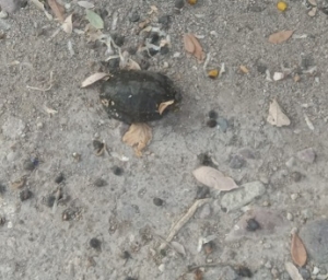 Urgen a rescatar la laguna del Coapinole; las tortugas se están muriendo