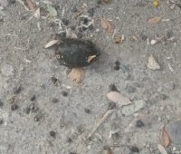 Urgen a rescatar la laguna del Coapinole; las tortugas se están muriendo