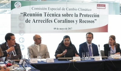 Científicos urgen al Senado marco legal para proteger arrecifes de coral