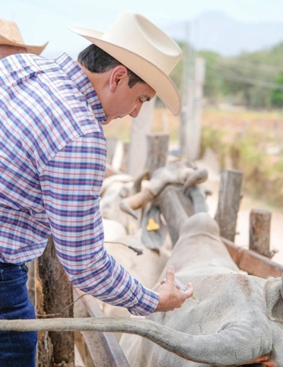 Supervisa alcalde de Bahía de Banderas acciones contra el gusano barrenador