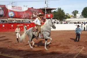 8 Campeonato Nacional de Caballos Bailadores