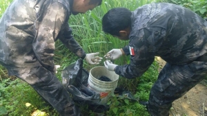 Leve golpe a traficantes de huevos de tortuga en Puerto Vallarta