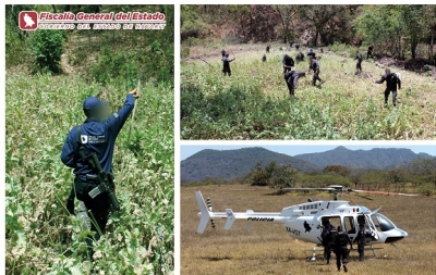 PGR y Policía Nayarit destruyen plantíos de Amapola en Compostela