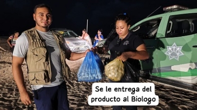 Más de 15 nidos de tortuga recuperados por la Patrulla Verde
