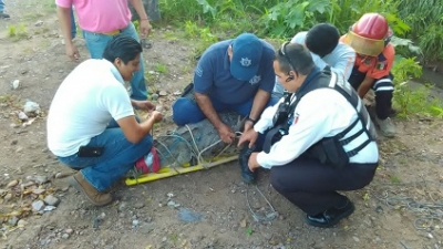 Encuentran cocodrilo severamente herido