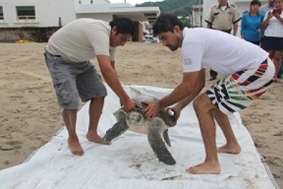 Atiende Ecología Municipal a tortuga herida