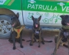Unidad K9 fortalece las labores de seguridad y protección en Bahía de Banderas