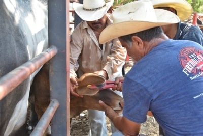 Jaime Cuevas apoya a ganaderos con vacunas gratuitas