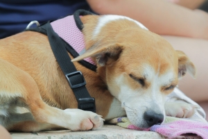 Gobierno Municipal lleva atención veterinaria gratuita a Ixtapa