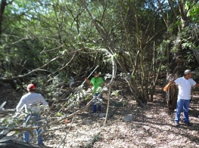 Cuida Ecología de los árboles del municipio