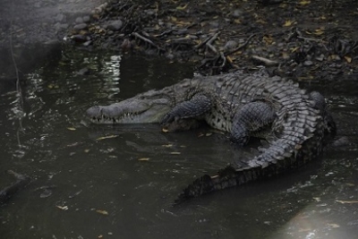 Vigila Ecología Municipal comportamiento de cocodrilos durante temporal de  lluvia - Vallarta Uno | Periodismo alternativo, de análisis e investigación.