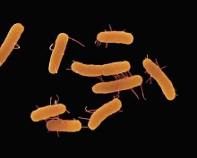 La bacteria Salmonella SP causó la intoxicación en reclusos