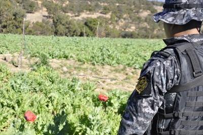 Destruyen narco plantío en Tequila