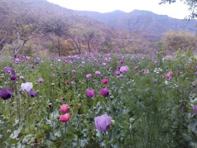 Destruyen 720 mil plantas de amapola en Mezquitic