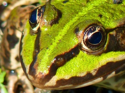 Estudian diversidad de anfibios en Nayarit