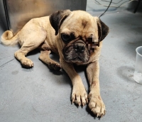 Kato, el perro pug, encontró un hogar gracias al trabajo de Bienestar Animal de Vallarta