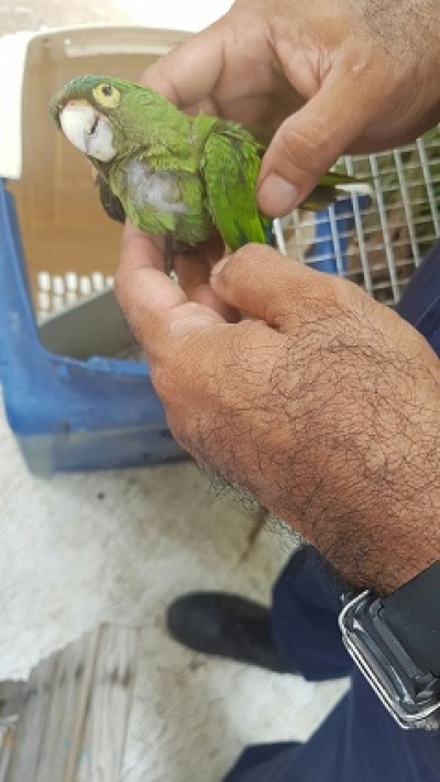 Rescata “Patrulla Verde” aves que se encontraban en cautiverio