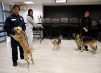 Gradúan a primer binomio canino para prevenir la entrada del Gusano Barrenador del Ganado en Jalisco