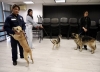 Gradúan a primer binomio canino para prevenir la entrada del Gusano Barrenador del Ganado en Jalisco