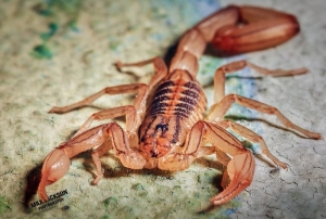 Insta Salud Jalisco a que la ciudadanía refuerce medidas de prevención y atención ante picaduras de alacrán