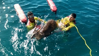 Rescatan a venado de cola blanca