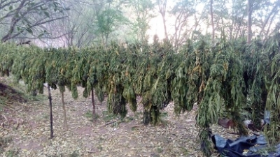 FUR destruye 500 mil plantas de marihuana