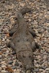 Capturan cocodrilo