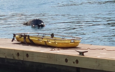 Era de Dolores, Hidalgo y se llamaba Fraustro Rodríguez, joven hallado flotando en el mar