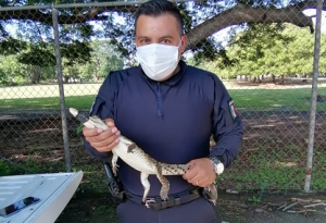 Con las lluvias aparecen cocodrilos en calles de Puerto Vallarta