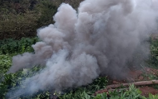 Destruyen más de 61 mil plantas de marihuana en dos municipios de Jalisco