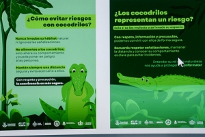 Presentan avances de estrategia para la convivencia responsable humano- cocodrilo en Puerto Vallarta