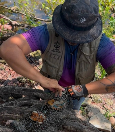 Sostenibilidad Ambiental rescata cuatro tortugas casquito de Vallarta en la Laguna del Coapinole