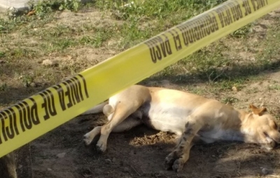 Una mujer, sospechosa de envenenamiento masivo de perros