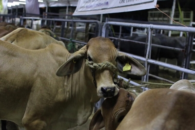 Expo Ganadera 2019, impulsa al campo y a la ganadería: Jaime Cuevas