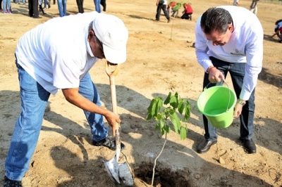 Sembrarán en Bahía más de 4 mil árboles