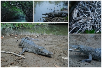 Impulsa Semadet acciones para generar conciencia sobre la relación entre seres humanos y cocodrilos en Puerto Vallarta