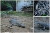 Impulsa Semadet acciones para generar conciencia sobre la relación entre seres humanos y cocodrilos en Puerto Vallarta