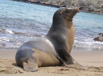 Lobo marino lesionado en Boca de Tomates