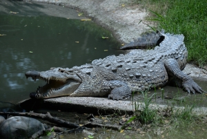 Llaman a fortalecer acciones de prevención y convivencia segura con la fauna silvestre en hoteles de Puerto Vallarta