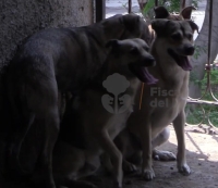 Rescatan a nueve perros y 12 aves que estaban abandonados en una casa