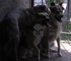 Rescatan a nueve perros y 12 aves que estaban abandonados en una casa