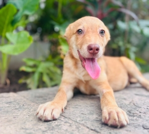¡Invita Bienestar Animal a jornadas de adopciones durante julio!