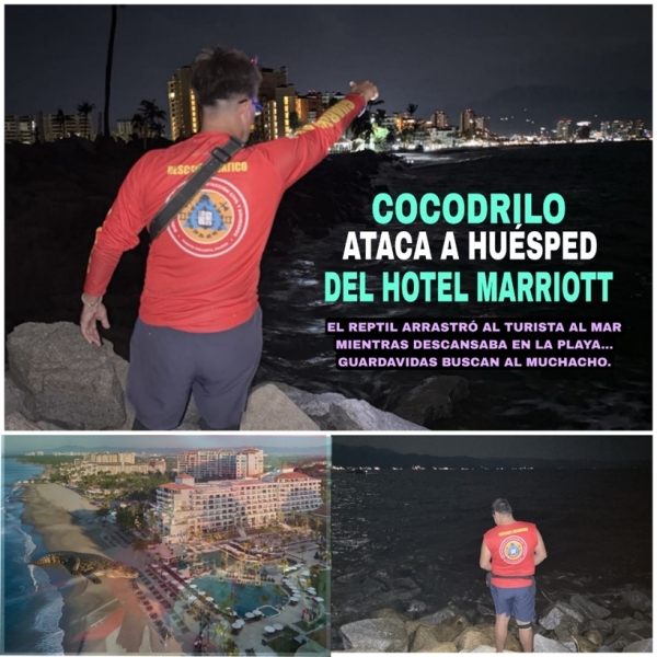 Cocodrilo ataca a un huésped en la playa hotel Marriott; guardavidas buscan al turista que no ha sido localizado